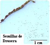 Semillas de Drosera capensis