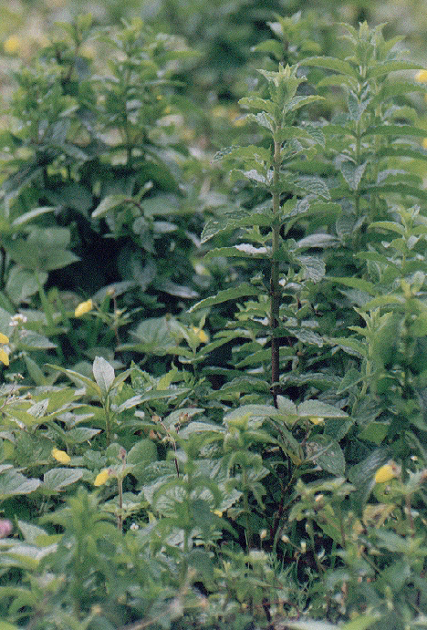 Plantas de yerbabuena de cuatro meses