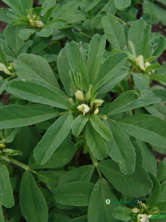 Planta del Fenogreco (Alholva - Trigonella foenum-graecum)